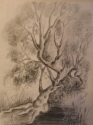 OLD TREE
Drawing, 2001